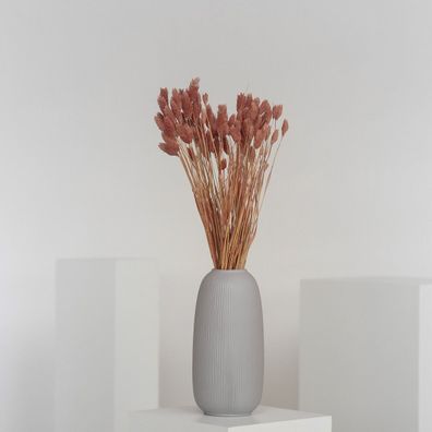 Phalaris â?? Kanariengras â?? Getrocknete Trockenblumen 60cm â?? Natur, Weiß, Apricot