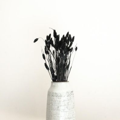 Phalaris â?? Kanariengras â?? Getrocknete Trockenblumen 60cm â?? Natur, Weiß, Apricot