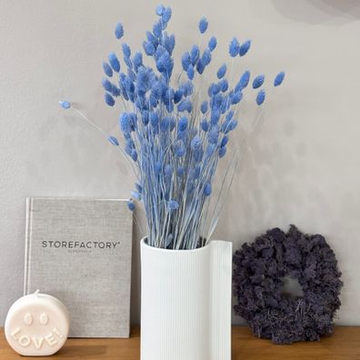 Phalaris â?? Kanariengras â?? Getrocknete Trockenblumen 60cm â?? Natur, Weiß, Apricot