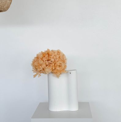 Konservierte Hortensie â?? 1 Bund â?? Getrocknete & haltbar gemachte Bléten in Weiß,