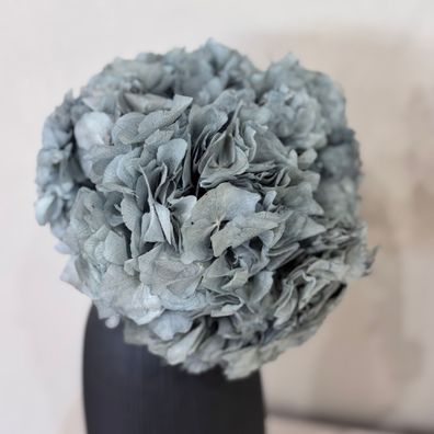 Konservierte Hortensie â?? 1 Bund â?? Getrocknete & haltbar gemachte Bléten in Weiß,