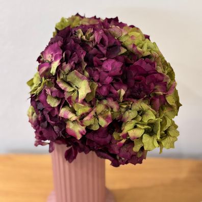 Konservierte Hortensie â?? 1 Bund â?? Getrocknete & haltbar gemachte Bléten in Weiß,