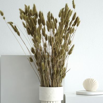 Lagurus â?? Samtgras Hasenschwanz â?? Getrocknete Trockenblumen 60â??70cm â?? Natur,
