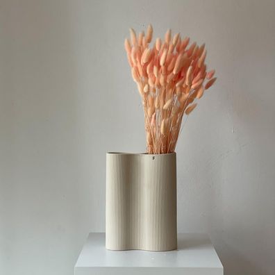 Lagurus â?? Samtgras Hasenschwanz â?? Getrocknete Trockenblumen 60â??70cm â?? Natur,