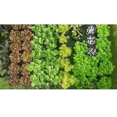 Sedum Mix â?? 10er Set winterharte Fetthennen-Stauden â?? Verschiedene Sorten fér Ste