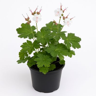 Storchschnabel Geranium macrorrhizum â??White Nessâ?? â?? 3 Pflanzen â?? wintergréne
