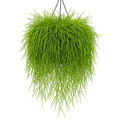 Rhipsalis cassutha (Korallenkaktus) im Hängetopf â?? 6 Pflanzen â?? exotische Hängepf