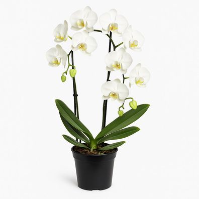 Phalaenopsis Orchidee â?? 3 Pflanzen â?? weiß bléhende Schmetterlingsorchidee (Nachtf