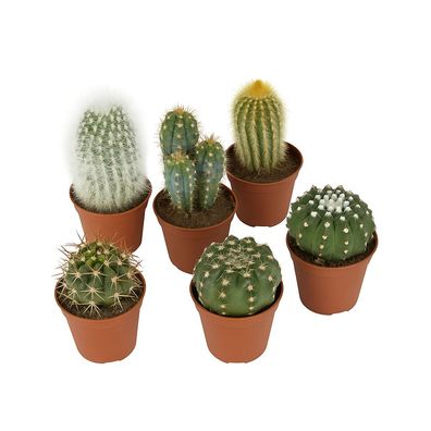Kakteen Set â?? 6er Mix verschiedener Arten â?? pflegeleichte Sukkulenten fér sonnige