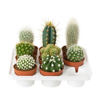 Kakteen â?? 6er Set mit verschiedenen Arten â?? pflegeleichte Zimmerpflanzen & Sukkul