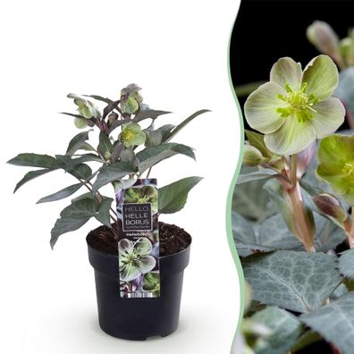 Christrose Helleborus sternii Silver Dollar â?? 14cm Höhe ca.35cm â?? Immergrén & win