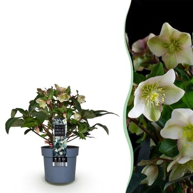 Christrose Helleborus Diamonfire â?? 19cm Höhe ca.40cm â?? Immergrén & winterbléhend