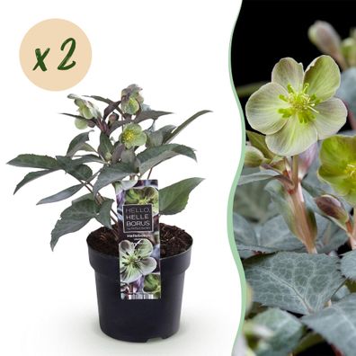 Christrose Helleborus sternii Silver Dollar â?? 2 Pflanzen 14cm Höhe ca.35cm â?? Imme