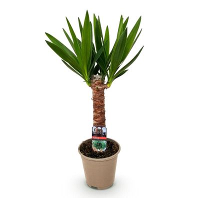 Palmlilie Yucca Elephantipes â?? 55cm â?? 14cm â?? Pflegeleichte Palmlilie mit langen