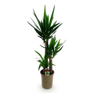 Palmlilie Yucca Elephantipes â?? 100cm â?? 21cm â?? Pflegeleichte Palmlilie mit lange