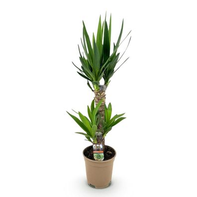 Palmlilie Yucca Elephantipes â?? 75cm â?? 17cm â?? Pflegeleichte Palmlilie mit schmal