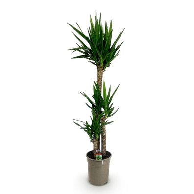 Palmlilie Yucca Elephantipes â?? 140cm â?? 24cm â?? Pflegeleichte Palmlilie mit schma