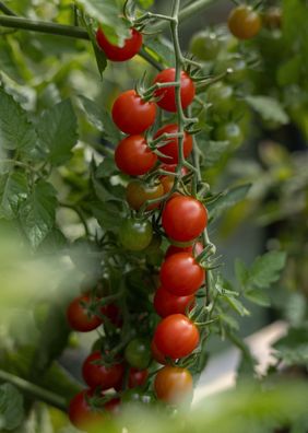 Wildtomate Tomatensamen â?? Historische Ursorte Solanum pimpinellifolium â?? 10 Samen