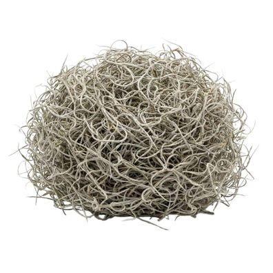 Getrocknetes Tillandsienmoos 1L â?? Spanisches Moos zur Dekoration â?? Natérliches De