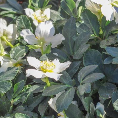 Helleborus orientalis Lenzrose â?? 6 Pflanzen â?? ß9cm â?? Höhe 10-25cm â?? Winterhar