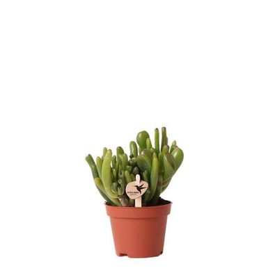 Crassula Hobbit â?? Sukkulente â?? ß6cm â?? Pflegeleichte Zimmerpflanze mit dicken gr