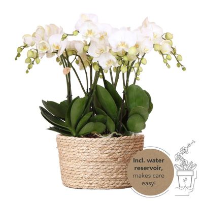 Orchideen Set Weiß im Schilfkorb mit Wassertank â?? 3 Phalaenopsis Orchidee 12cm + Ti