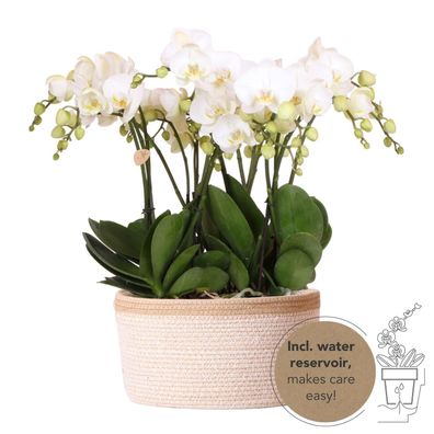 Orchideen Set Weiß im Baumwollkorb mit Wassertank â?? 3 Phalaenopsis Orchidee 12cm +