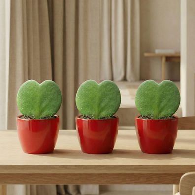 Sweetheart Plant Set Hoya Kerrii 3er Set â?? herzförmige Sukkulente im roten Keramikt