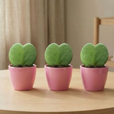 Sweetheart Plant Set Hoya Kerrii 3er Set â?? herzförmige Sukkulente im rosa Keramikto