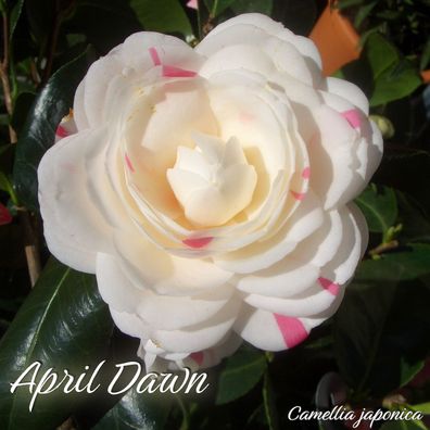 Kamelie "April Dawn" - Camellia japonica - 3-jährige Pflanze (267)