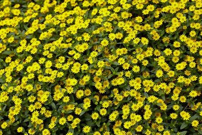 Husarenknopf Goldgelb - Sanvitalia procumbens 20+ Samen Z 242