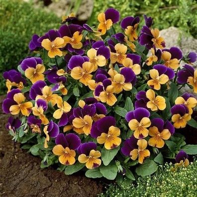 Hornveilchen King Henry - Viola cornuta 20+ Samen - Saatgut - Seeds Ed 115
