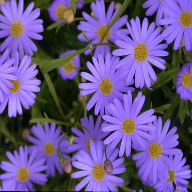 Blaues Gänseblümchen - Brachycome iberidifolia 25+ Samen - Seeds Z 245