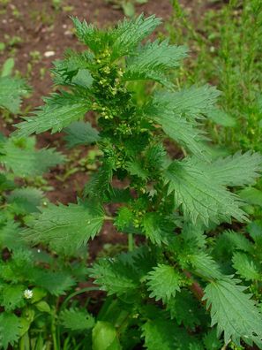 Kleine Brennnessel - Eiternessel - Urtica urens 25+ Samen - Seeds L 250