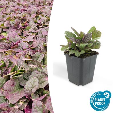 Bodendecker - Kriechender Günsel - Ajuga reptans 'Burgundy Glow' - 10-25cm - 9cm Topf