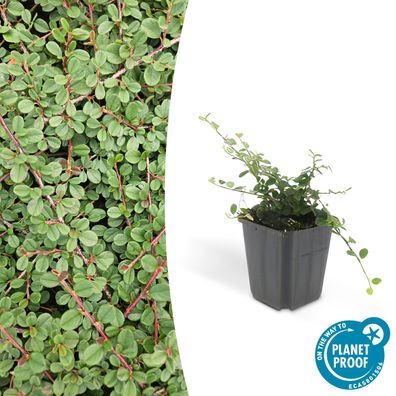 Bodendecker - Kriechmispel - Teppichmispel - Cotoneaster prostratus 'Queen of