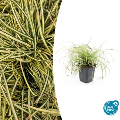 Ziergras - Gold-Segge - Carex oshimensis 'Evergold' - 9cm Topf