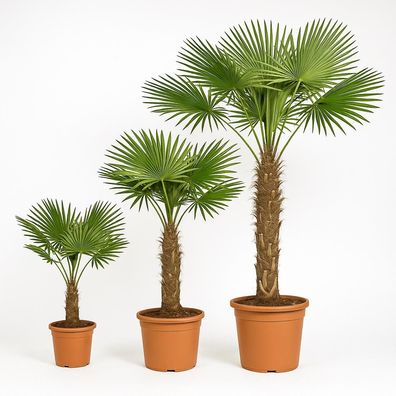 Chinesiche Hanfpalme Trachycarpus fortunei in versch. Größen
