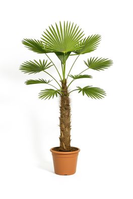 Wagnerpalme Trachycarpus wagnerianus 28cm Topf 130cm hoch