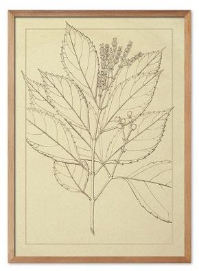 Botanische Studie Kunstdruck Poster Druckbild Leinwanddruck Print G114933