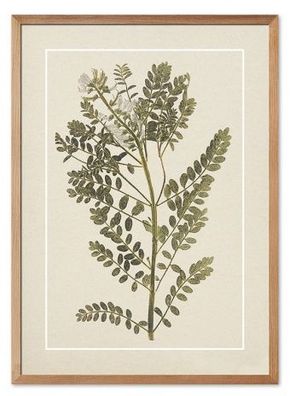 Botanische Studie Kunstdruck Poster Druckbild Leinwanddruck Print G115752