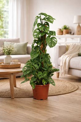 Monstera Obliqua Monkey Leaf 80-100 cm Fensterblatt Zimmerpflanze am Moosstab