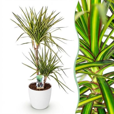 Green boutiQ - Zimmerpflanzen - Dracaena Sunray - Drachenbaum - Wenig Pflege - Gr?