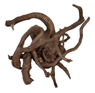 Dunkle Moorwurzel 30 - 40cm Wurzel499