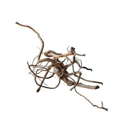 Dunkle Moorwurzel 40-55 cm Wurzel364