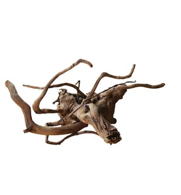 Dunkle Moorwurzel 40-55 cm Wurzel599