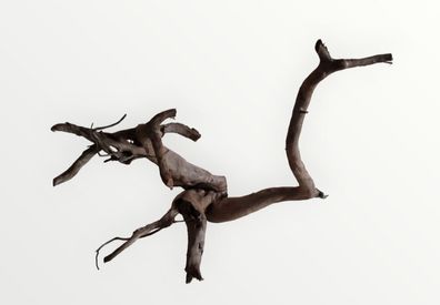 Dunkle Moorwurzel 60-70 cm Wurzel291