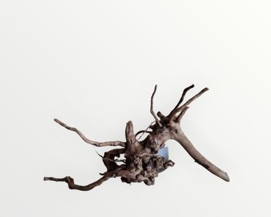 Dunkle Moorwurzel 20-30 cm Wurzel382