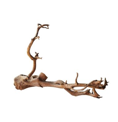 Dunkle Moorwurzel 40-55 cm Wurzel400