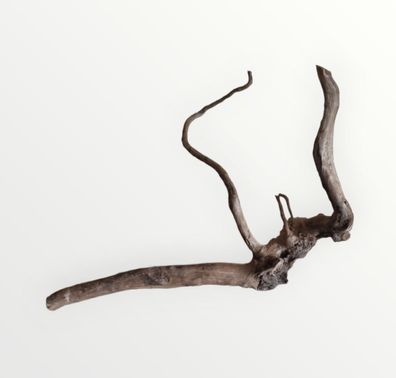 Dunkle Moorwurzel 30-40 cm Wurzel402